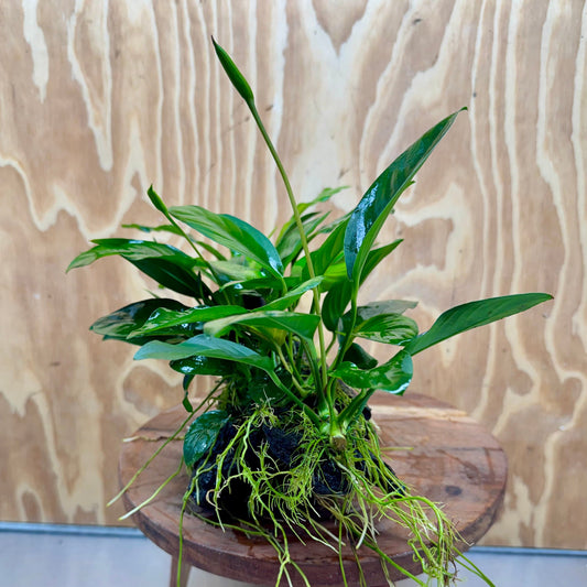 Pisces Enterprises One Only Nano Rainforest Driftwood Creation - One Only - Lush Nano Rainforest Driftwood Creation - One Only - Lush