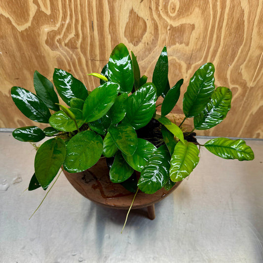 Pisces Enterprises One Only Nano Rainforest Driftwood Creation - One Only - Lush Nano Rainforest Driftwood Creation - One Only - Lush