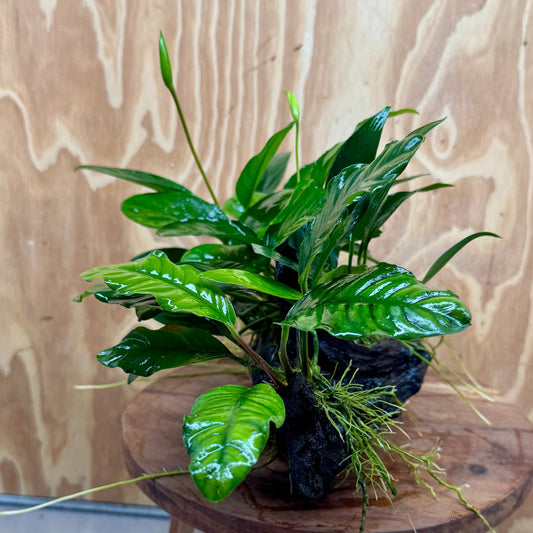 Pisces Enterprises One Only Nano Rainforest Driftwood Creation - One Only - Lush Nano Rainforest Driftwood Creation - One Only - Lush