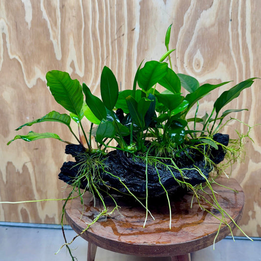 Pisces Enterprises One Only Nano Rainforest Driftwood Creation - One Only - Lush Nano Rainforest Driftwood Creation - One Only - Lush