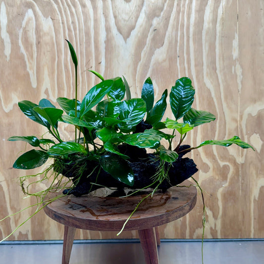 Pisces Enterprises One Only Nano Rainforest Driftwood Creation - One Only - Lush Nano Rainforest Driftwood Creation - One Only - Lush