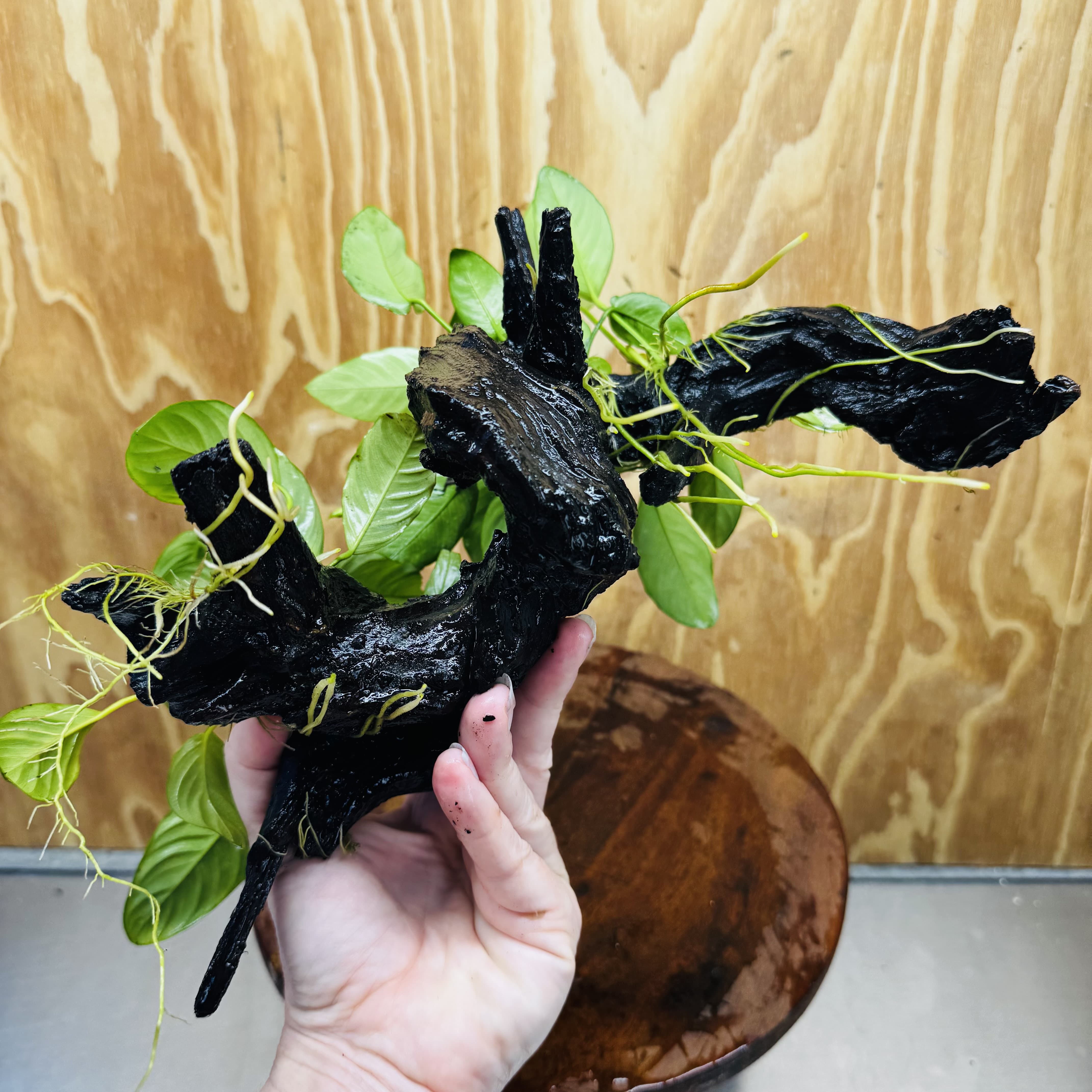 Pisces Enterprises One Only Nano Rainforest Driftwood Creation - One Only - Lush Nano Rainforest Driftwood Creation - One Only - Lush Aquarium Plants