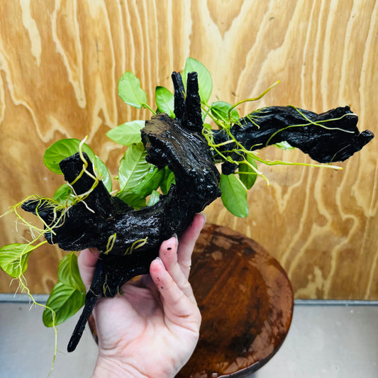 Pisces Enterprises One Only Nano Rainforest Driftwood Creation - One Only - Lush Nano Rainforest Driftwood Creation - One Only - Lush Aquarium Plants