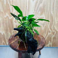 Pisces Enterprises One Only Nano Rainforest Driftwood Creation - One Only - Lush Nano Rainforest Driftwood Creation - One Only - Lush Aquarium Plants