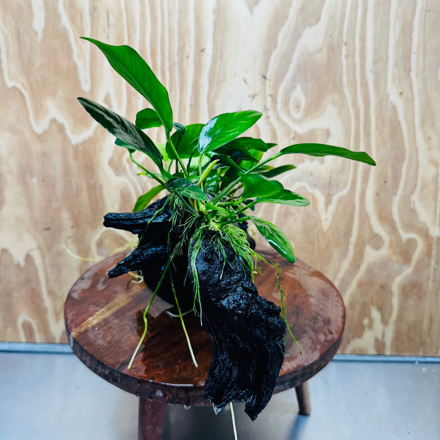 Pisces Enterprises One Only Nano Rainforest Driftwood Creation - One Only - Lush Nano Rainforest Driftwood Creation - One Only - Lush Aquarium Plants