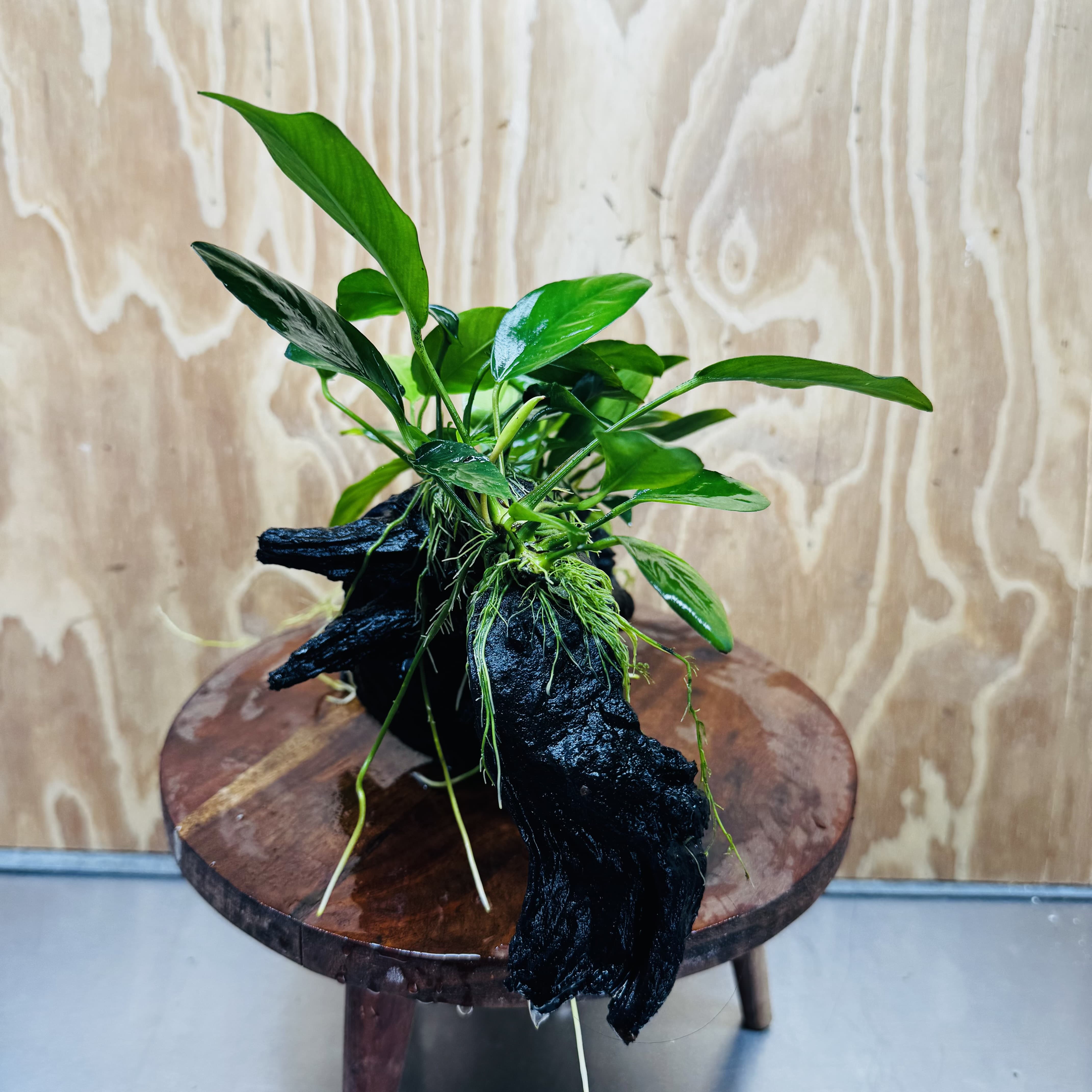 Pisces Enterprises One Only Nano Rainforest Driftwood Creation - One Only - Lush Nano Rainforest Driftwood Creation - One Only - Lush Aquarium Plants
