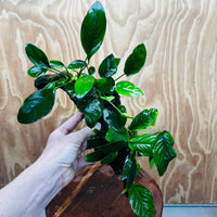Pisces Enterprises One Only Nano Rainforest Driftwood Creation - One Only - Lush Nano Rainforest Driftwood Creation - One Only - Lush Aquarium Plants