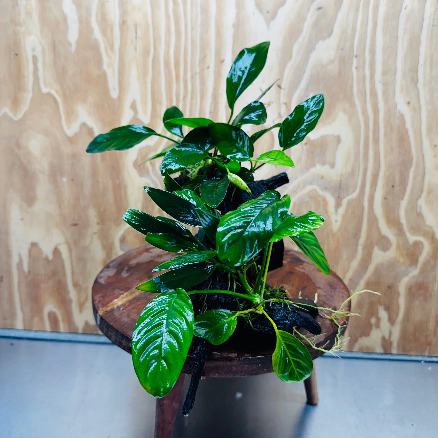 Pisces Enterprises One Only Nano Rainforest Driftwood Creation - One Only - Lush Nano Rainforest Driftwood Creation - One Only - Lush Aquarium Plants
