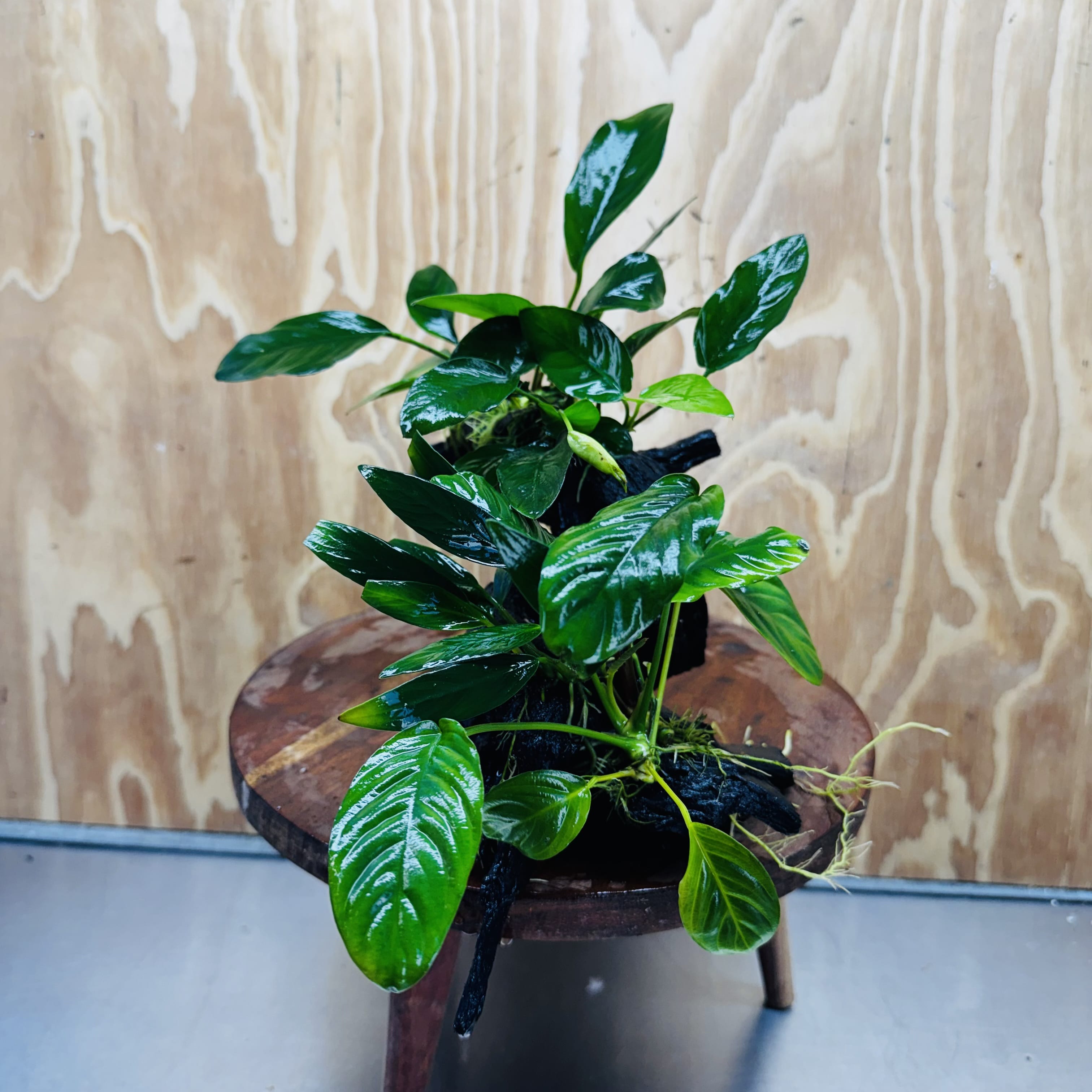Pisces Enterprises One Only Nano Rainforest Driftwood Creation - One Only - Lush Nano Rainforest Driftwood Creation - One Only - Lush Aquarium Plants