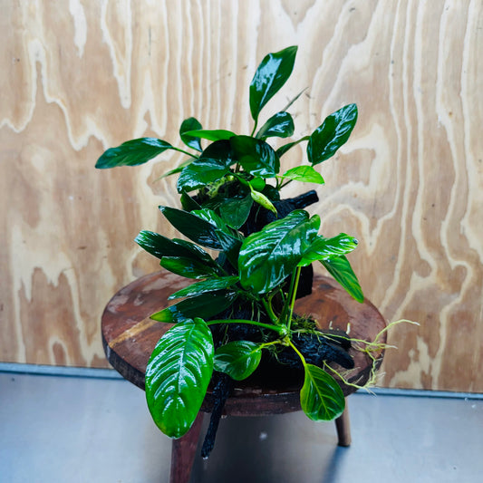 Pisces Enterprises One Only Nano Rainforest Driftwood Creation - One Only - Lush Nano Rainforest Driftwood Creation - One Only - Lush Aquarium Plants