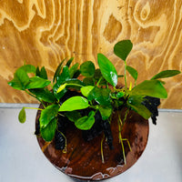 Pisces Enterprises One Only Nano Rainforest Driftwood Creation - One Only - Lush Nano Rainforest Driftwood Creation - One Only - Lush Aquarium Plants