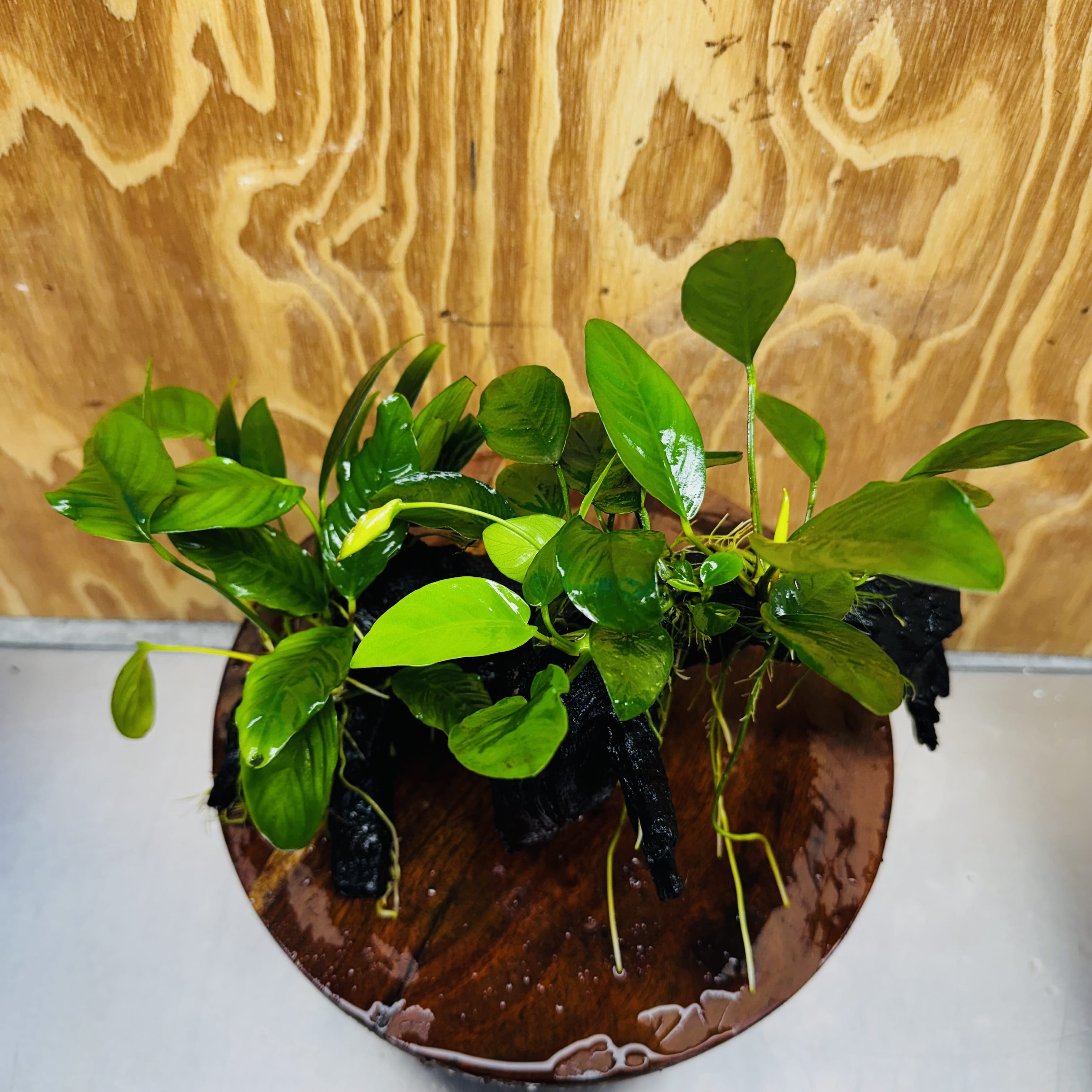 Pisces Enterprises One Only Nano Rainforest Driftwood Creation - One Only - Lush Nano Rainforest Driftwood Creation - One Only - Lush Aquarium Plants