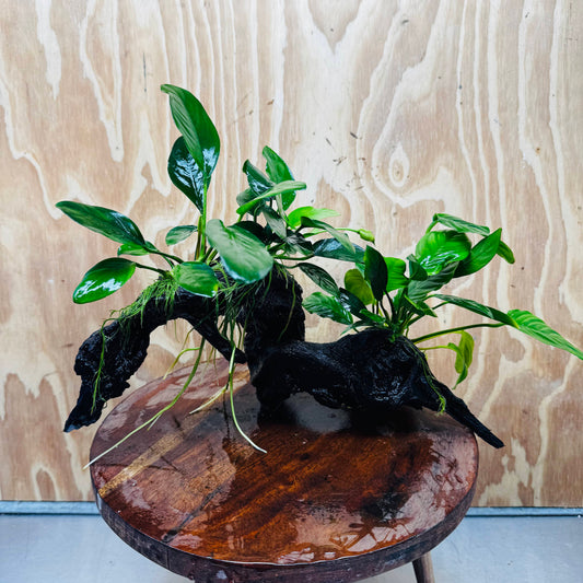 Pisces Enterprises One Only Nano Rainforest Driftwood Creation - One Only - Lush Nano Rainforest Driftwood Creation - One Only - Lush Aquarium Plants