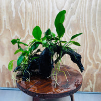 Pisces Enterprises One Only Nano Rainforest Driftwood Creation - One Only - Lush Nano Rainforest Driftwood Creation - One Only - Lush Aquarium Plants