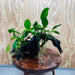 Pisces Enterprises One Only Nano Rainforest Driftwood Creation - One Only - Lush Nano Rainforest Driftwood Creation - One Only - Lush Aquarium Plants