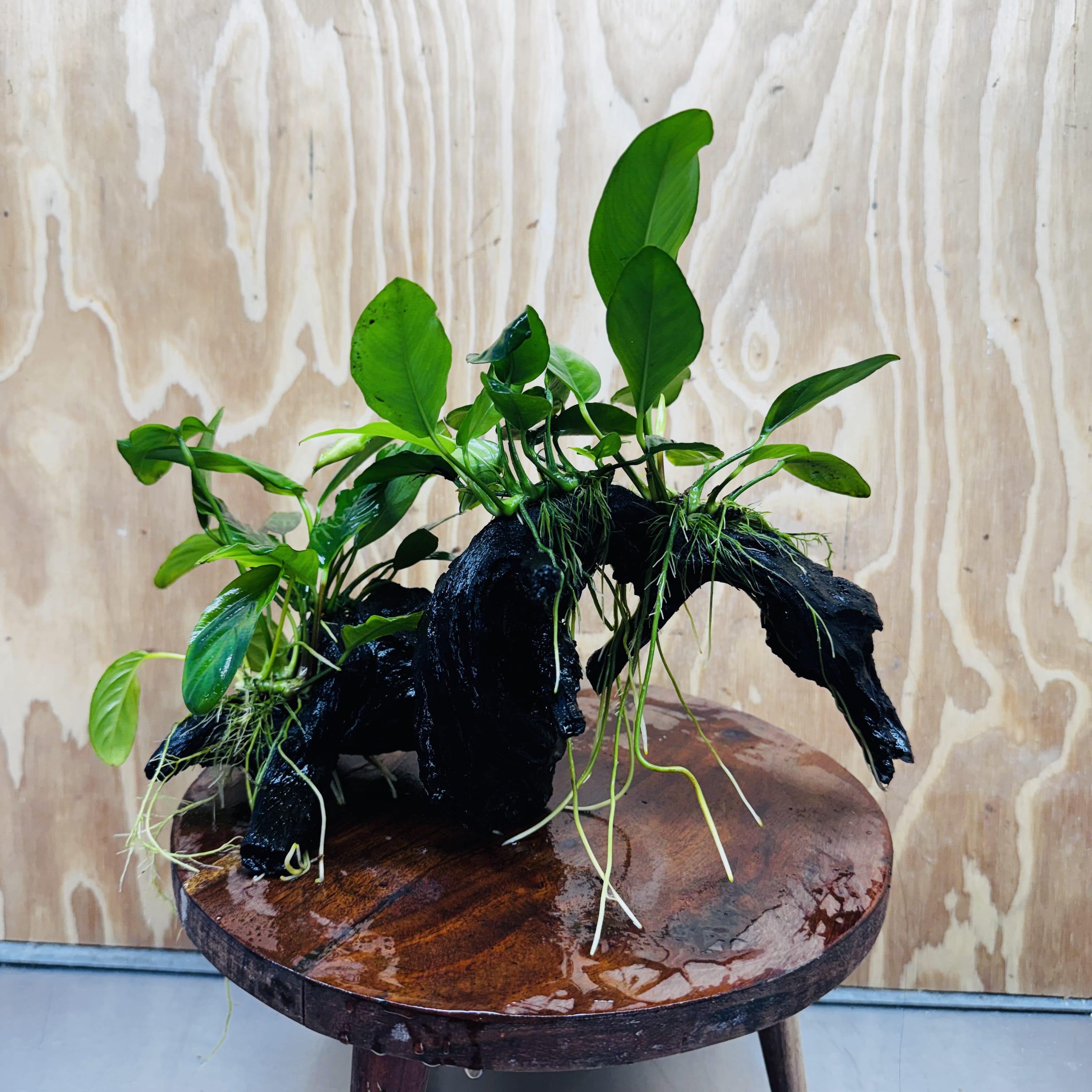 Pisces Enterprises One Only Nano Rainforest Driftwood Creation - One Only - Lush Nano Rainforest Driftwood Creation - One Only - Lush Aquarium Plants