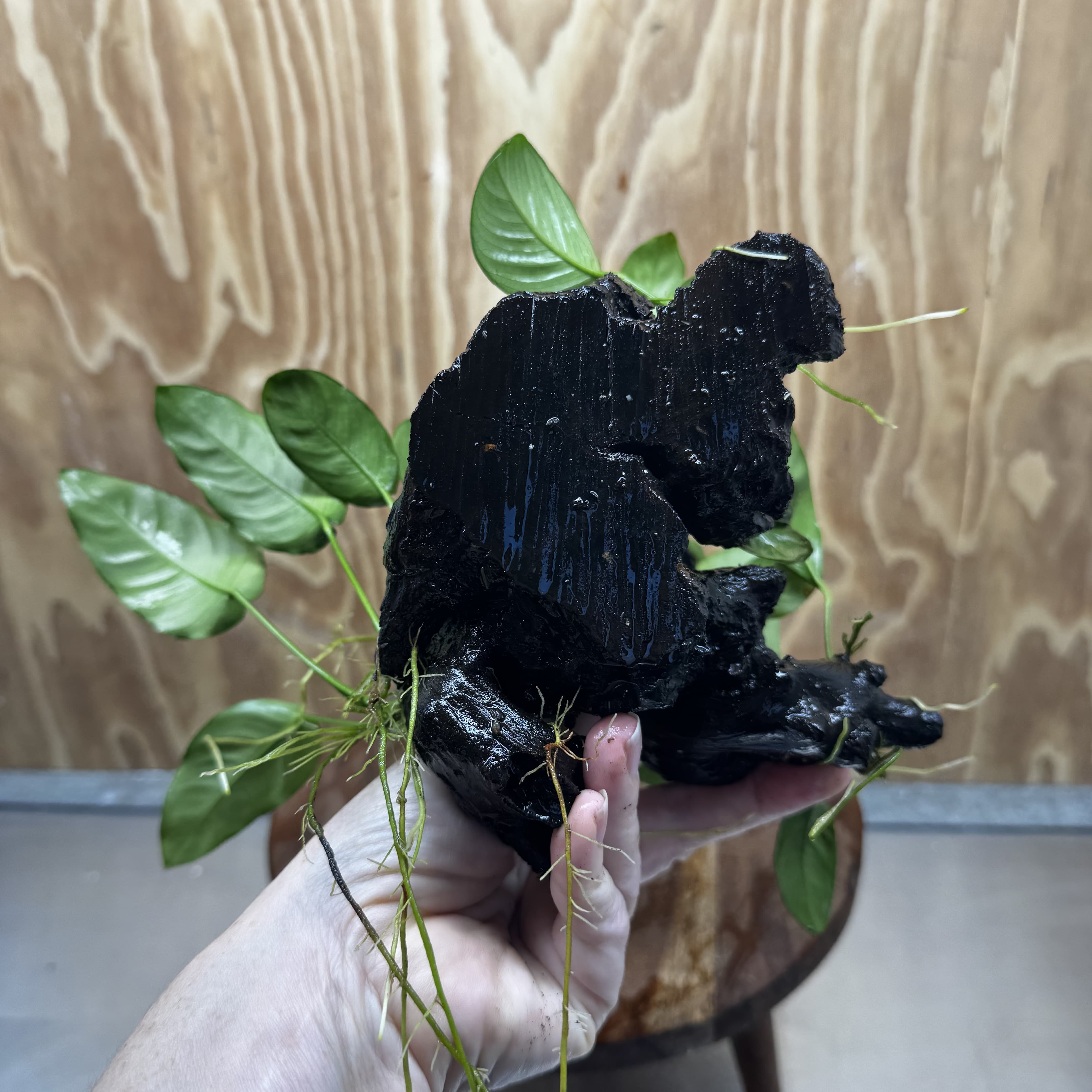 Pisces Enterprises One Only Nano Rainforest Driftwood Creation - One Only - Lush Nano Rainforest Driftwood Creation - One Only - Lush Aquarium Plants