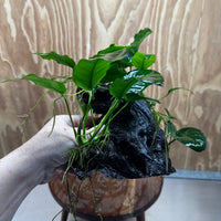 Pisces Enterprises One Only Nano Rainforest Driftwood Creation - One Only - Lush Nano Rainforest Driftwood Creation - One Only - Lush Aquarium Plants