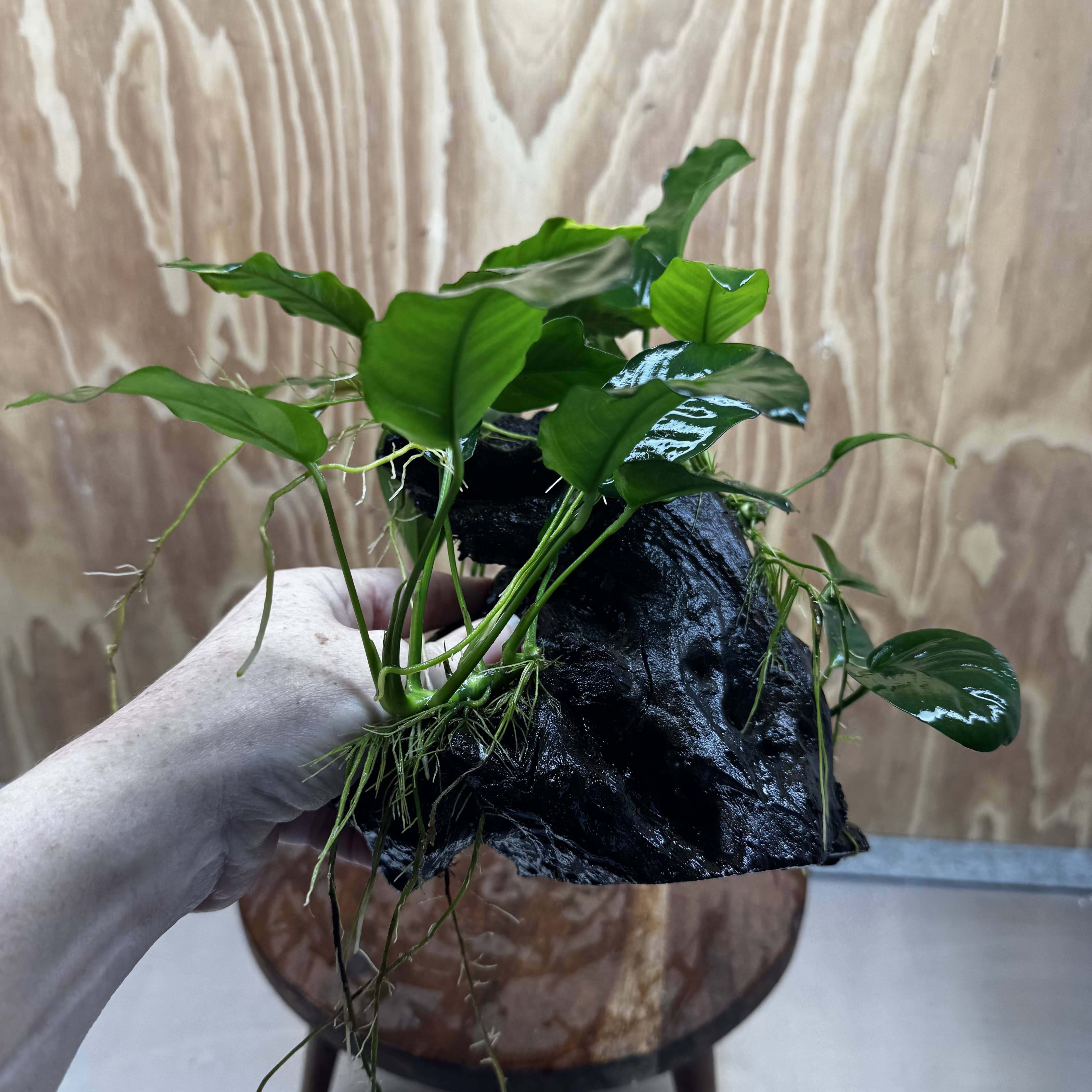 Pisces Enterprises One Only Nano Rainforest Driftwood Creation - One Only - Lush Nano Rainforest Driftwood Creation - One Only - Lush Aquarium Plants