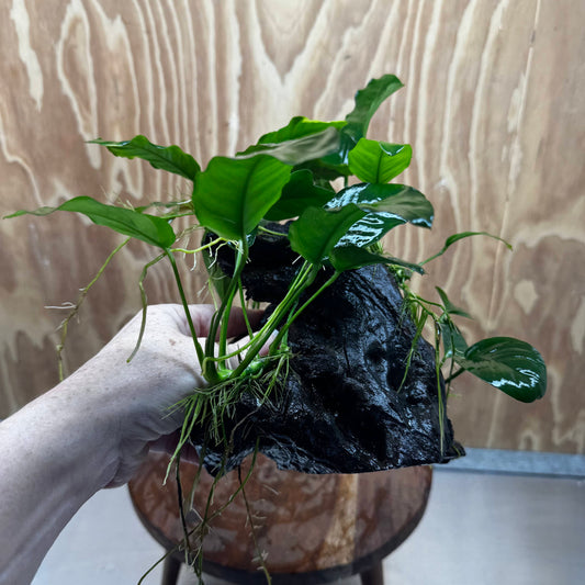 Pisces Enterprises One Only Nano Rainforest Driftwood Creation - One Only - Lush Nano Rainforest Driftwood Creation - One Only - Lush Aquarium Plants