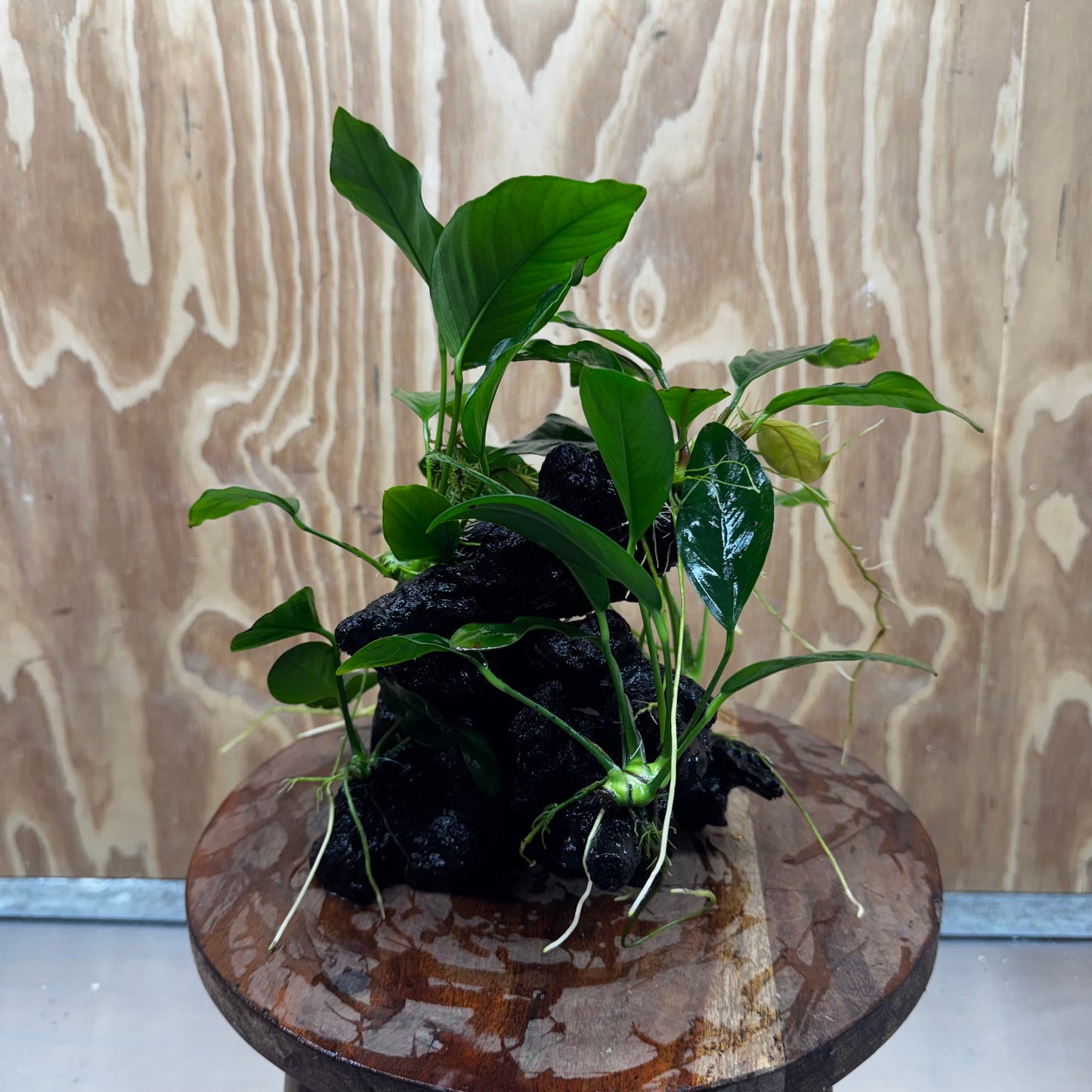 Pisces Enterprises One Only Nano Rainforest Driftwood Creation - One Only - Lush Nano Rainforest Driftwood Creation - One Only - Lush Aquarium Plants