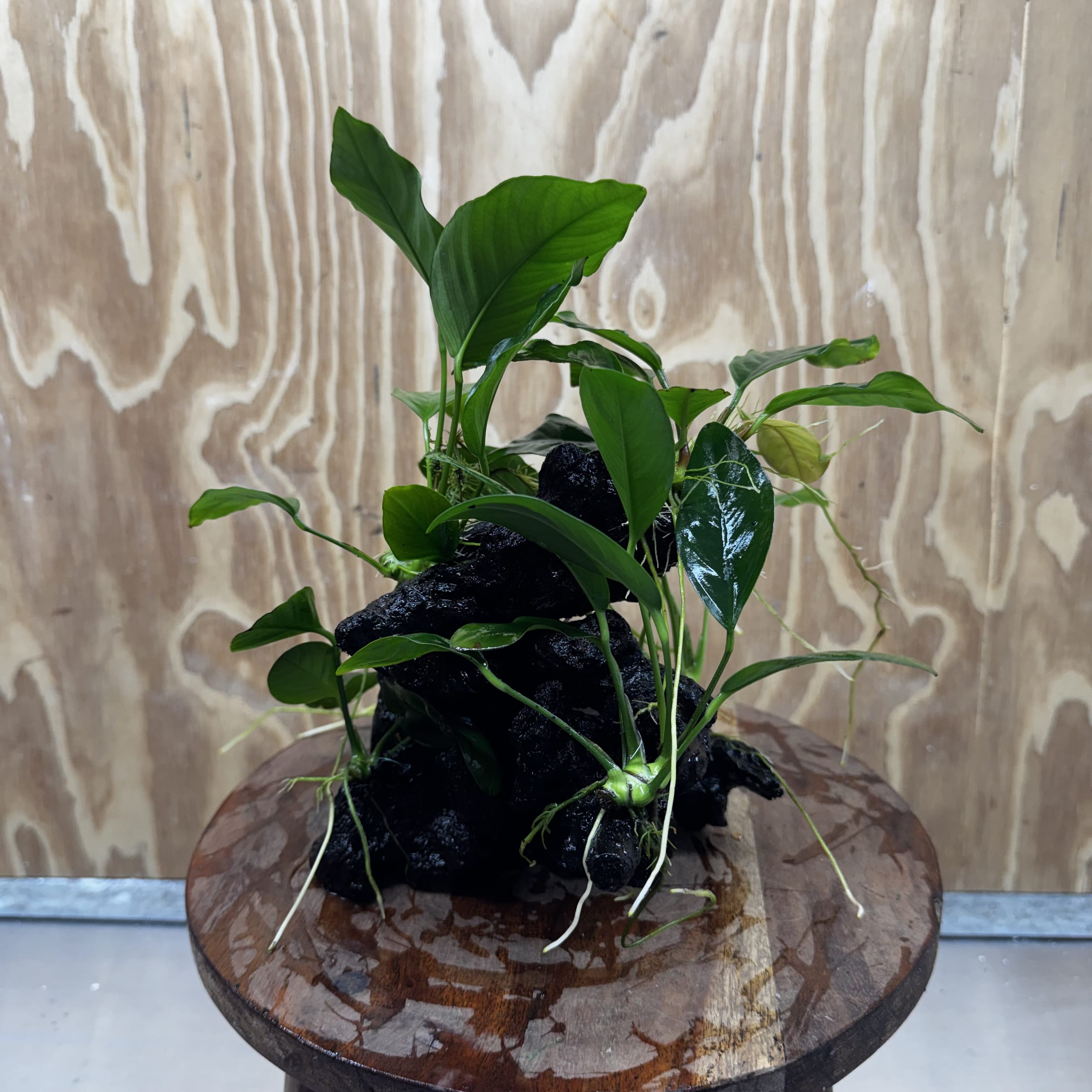 Pisces Enterprises One Only Nano Rainforest Driftwood Creation - One Only - Lush Nano Rainforest Driftwood Creation - One Only - Lush Aquarium Plants