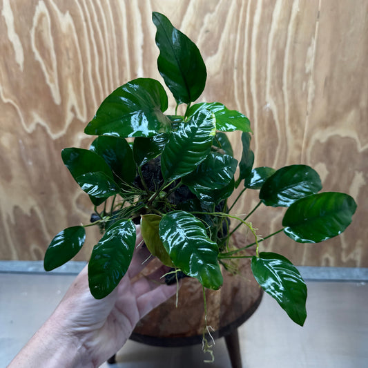 Pisces Enterprises One Only Nano Rainforest Driftwood Creation - One Only - Lush Nano Rainforest Driftwood Creation - One Only - Lush Aquarium Plants