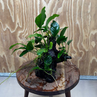 Pisces Enterprises One Only Nano Rainforest Driftwood Creation - One Only - Lush Nano Rainforest Driftwood Creation - One Only - Lush Aquarium Plants