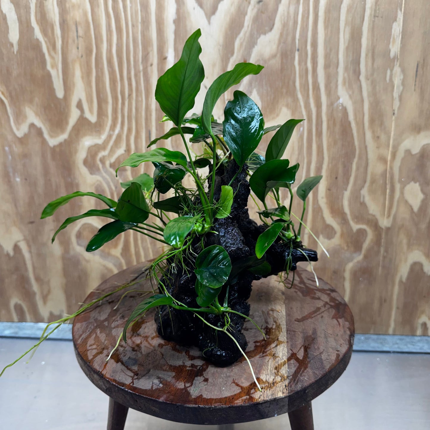 Pisces Enterprises One Only Nano Rainforest Driftwood Creation - One Only - Lush Nano Rainforest Driftwood Creation - One Only - Lush Aquarium Plants