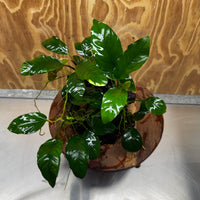 Pisces Enterprises One Only Nano Rainforest Driftwood Creation - One Only - Lush Nano Rainforest Driftwood Creation - One Only - Lush Aquarium Plants