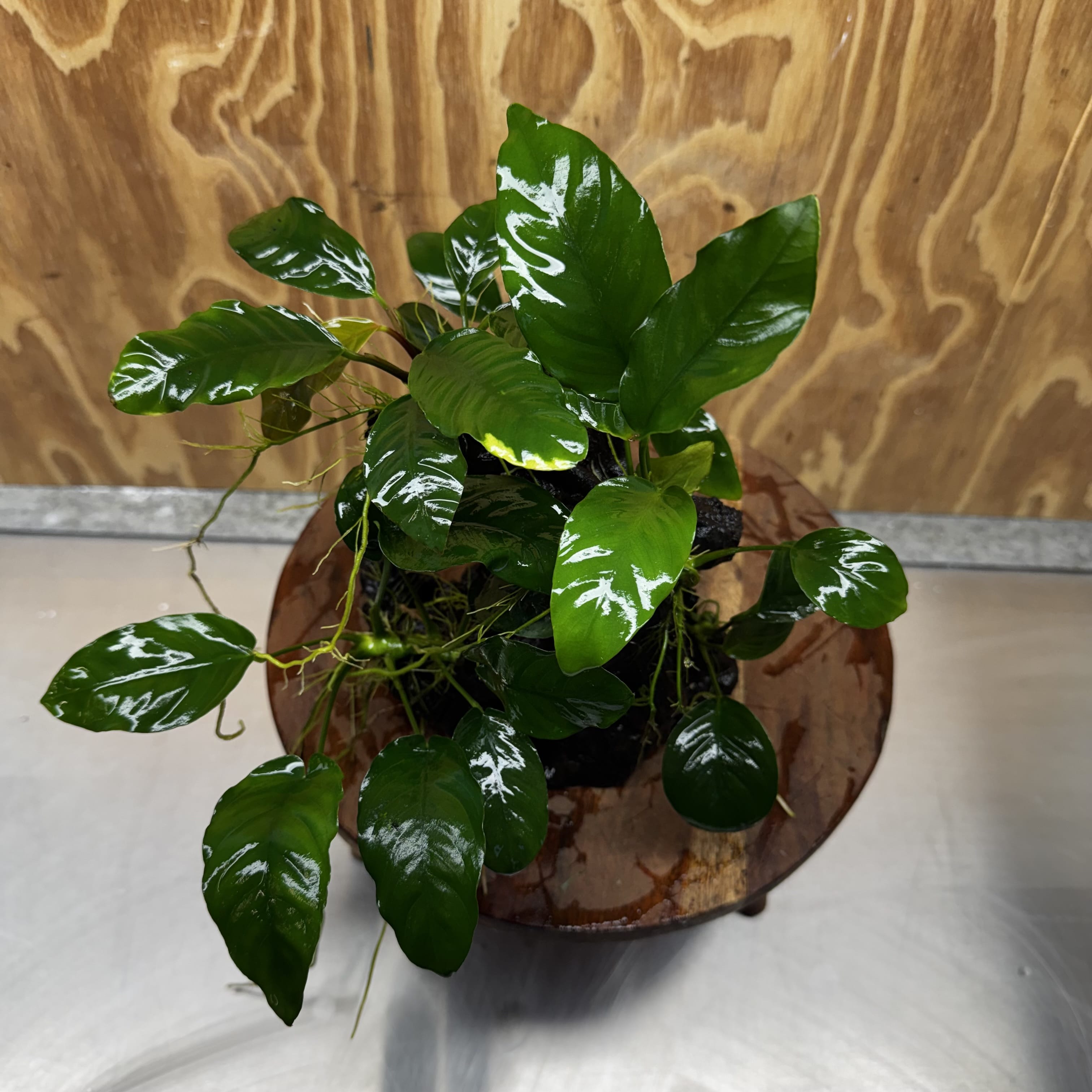 Pisces Enterprises One Only Nano Rainforest Driftwood Creation - One Only - Lush Nano Rainforest Driftwood Creation - One Only - Lush Aquarium Plants