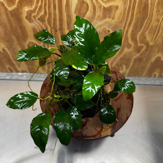 Pisces Enterprises One Only Nano Rainforest Driftwood Creation - One Only - Lush Nano Rainforest Driftwood Creation - One Only - Lush Aquarium Plants