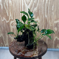 Pisces Enterprises One Only Nano Rainforest Driftwood Creation - One Only - Lush Nano Rainforest Driftwood Creation - One Only - Lush Aquarium Plants