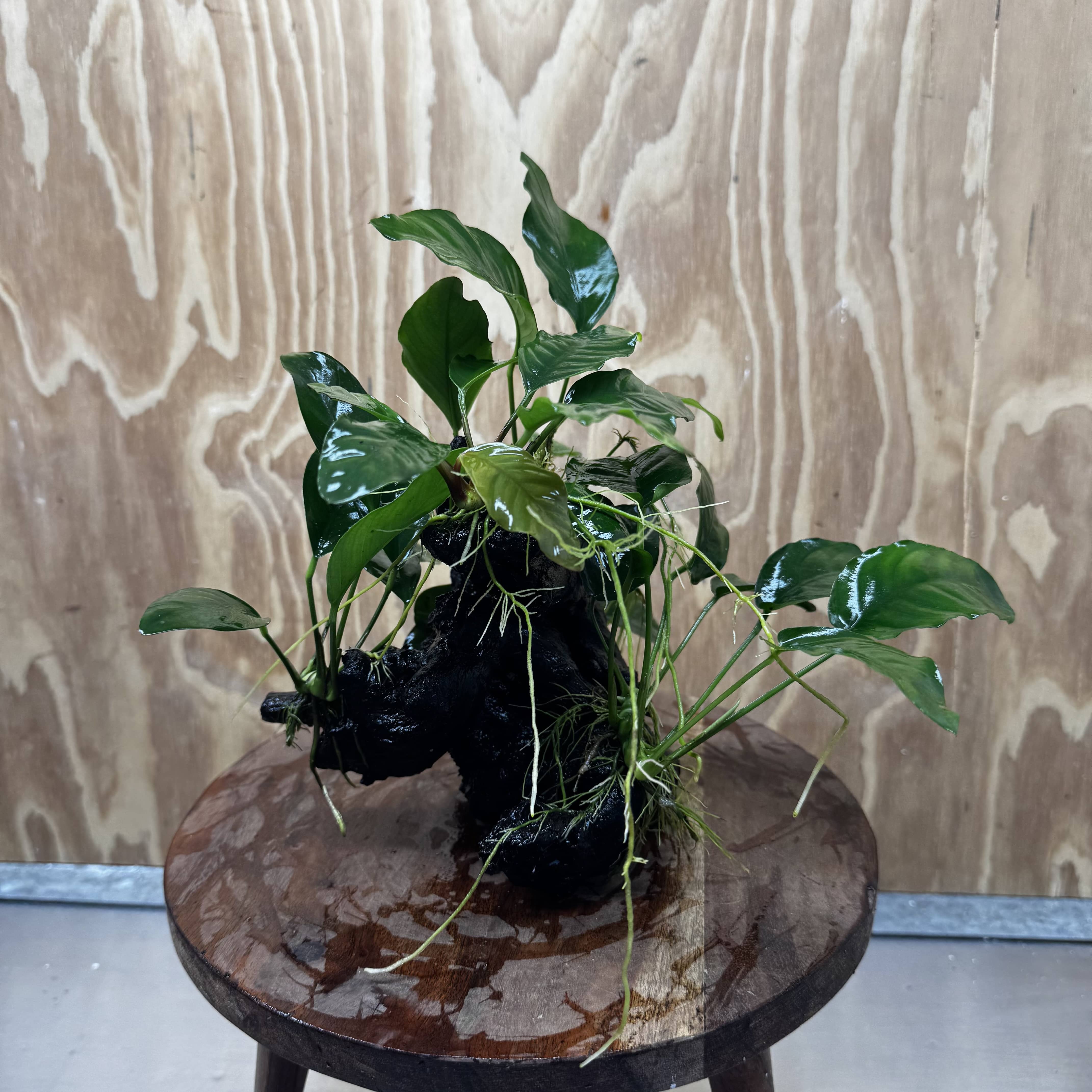 Pisces Enterprises One Only Nano Rainforest Driftwood Creation - One Only - Lush Nano Rainforest Driftwood Creation - One Only - Lush Aquarium Plants