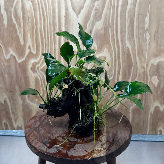 Pisces Enterprises One Only Nano Rainforest Driftwood Creation - One Only - Lush Nano Rainforest Driftwood Creation - One Only - Lush Aquarium Plants
