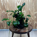 Pisces Enterprises One Only Nano Rainforest Driftwood Creation - One Only - Lush Nano Rainforest Driftwood Creation - One Only - Lush Aquarium Plants