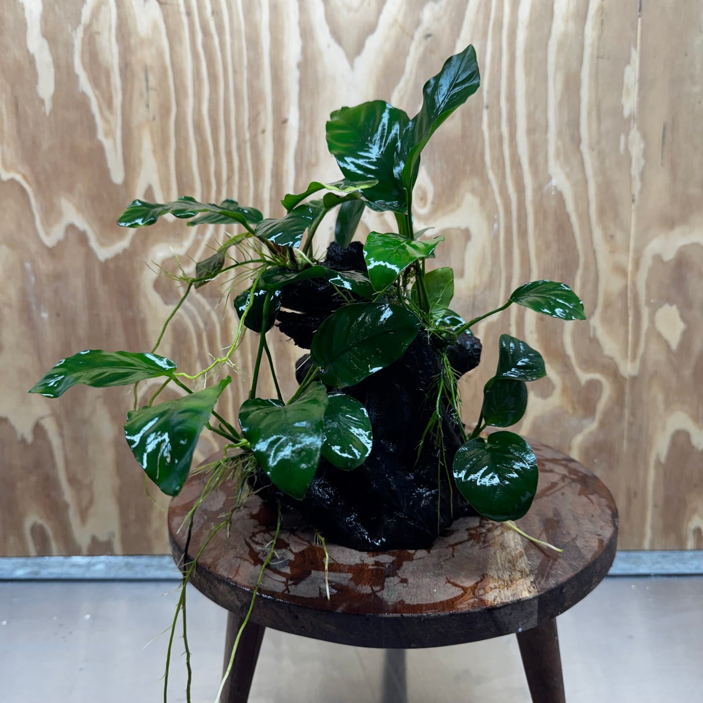 Pisces Enterprises One Only Nano Rainforest Driftwood Creation - One Only - Lush Nano Rainforest Driftwood Creation - One Only - Lush Aquarium Plants