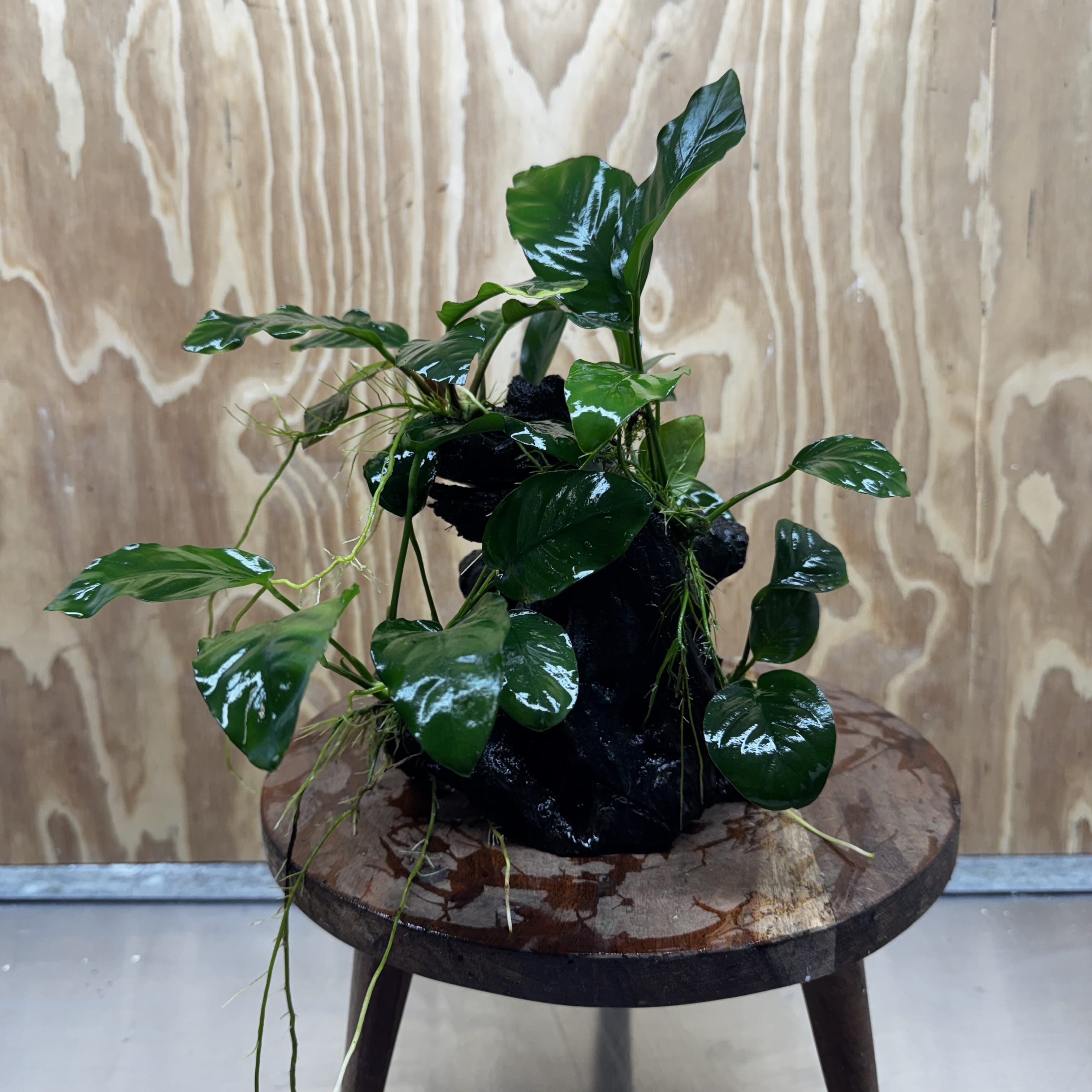 Pisces Enterprises One Only Nano Rainforest Driftwood Creation - One Only - Lush Nano Rainforest Driftwood Creation - One Only - Lush Aquarium Plants