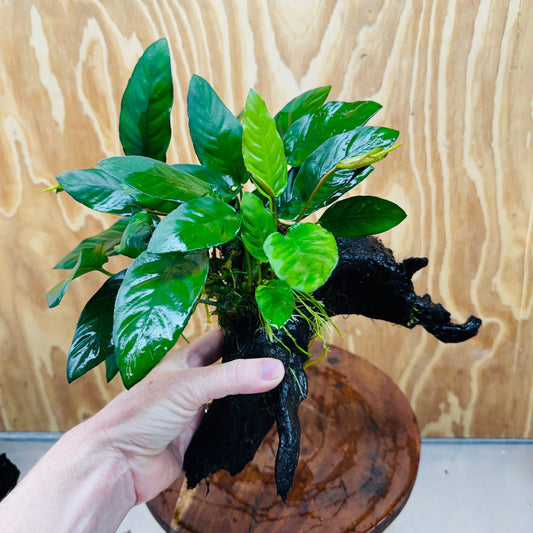 Pisces Enterprises One Only Paco Anubias on Medium Driftwood Creation - One Only - Arch Buy Anubias Paco on Medium Driftwood - ONE ONLY - Scapeshop Australia