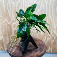 Pisces Enterprises One Only Paco Anubias on Medium Driftwood Creation - One Only - Arch Buy Anubias Paco on Medium Driftwood - ONE ONLY - Scapeshop Australia