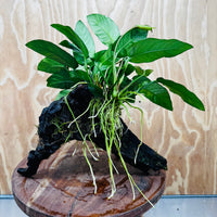 Pisces Enterprises One Only Paco Anubias on Medium Driftwood Creation - One Only - Arch Buy Anubias Paco on Medium Driftwood - ONE ONLY - Scapeshop Australia