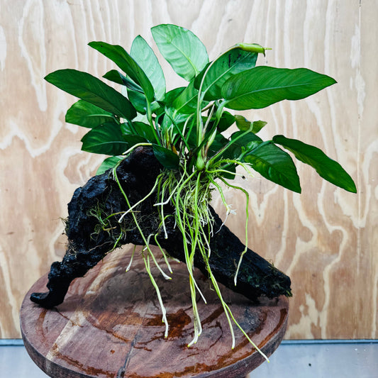 Pisces Enterprises One Only Paco Anubias on Medium Driftwood Creation - One Only - Arch Buy Anubias Paco on Medium Driftwood - ONE ONLY - Scapeshop Australia