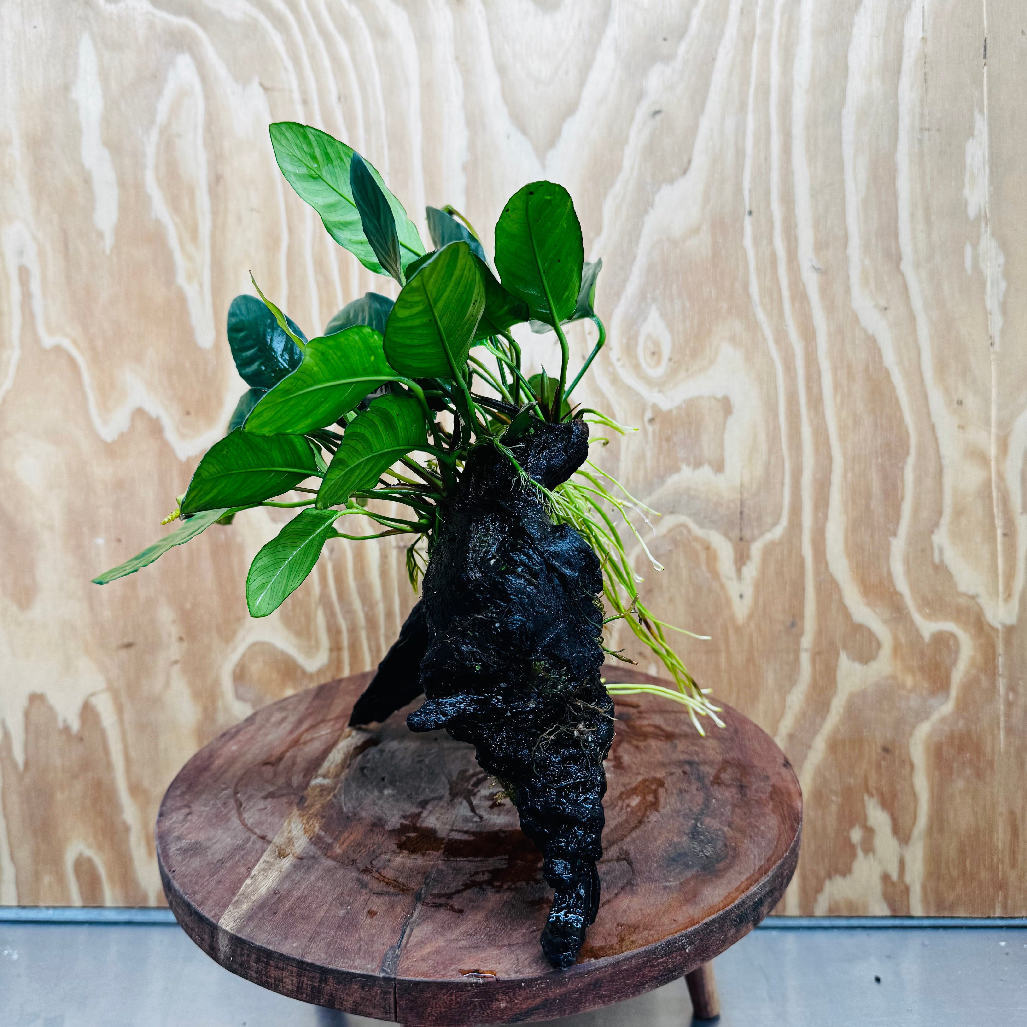 Pisces Enterprises One Only Paco Anubias on Medium Driftwood Creation - One Only - Arch Buy Anubias Paco on Medium Driftwood - ONE ONLY - Scapeshop Australia