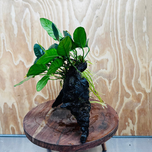 Pisces Enterprises One Only Paco Anubias on Medium Driftwood Creation - One Only - Arch Buy Anubias Paco on Medium Driftwood - ONE ONLY - Scapeshop Australia