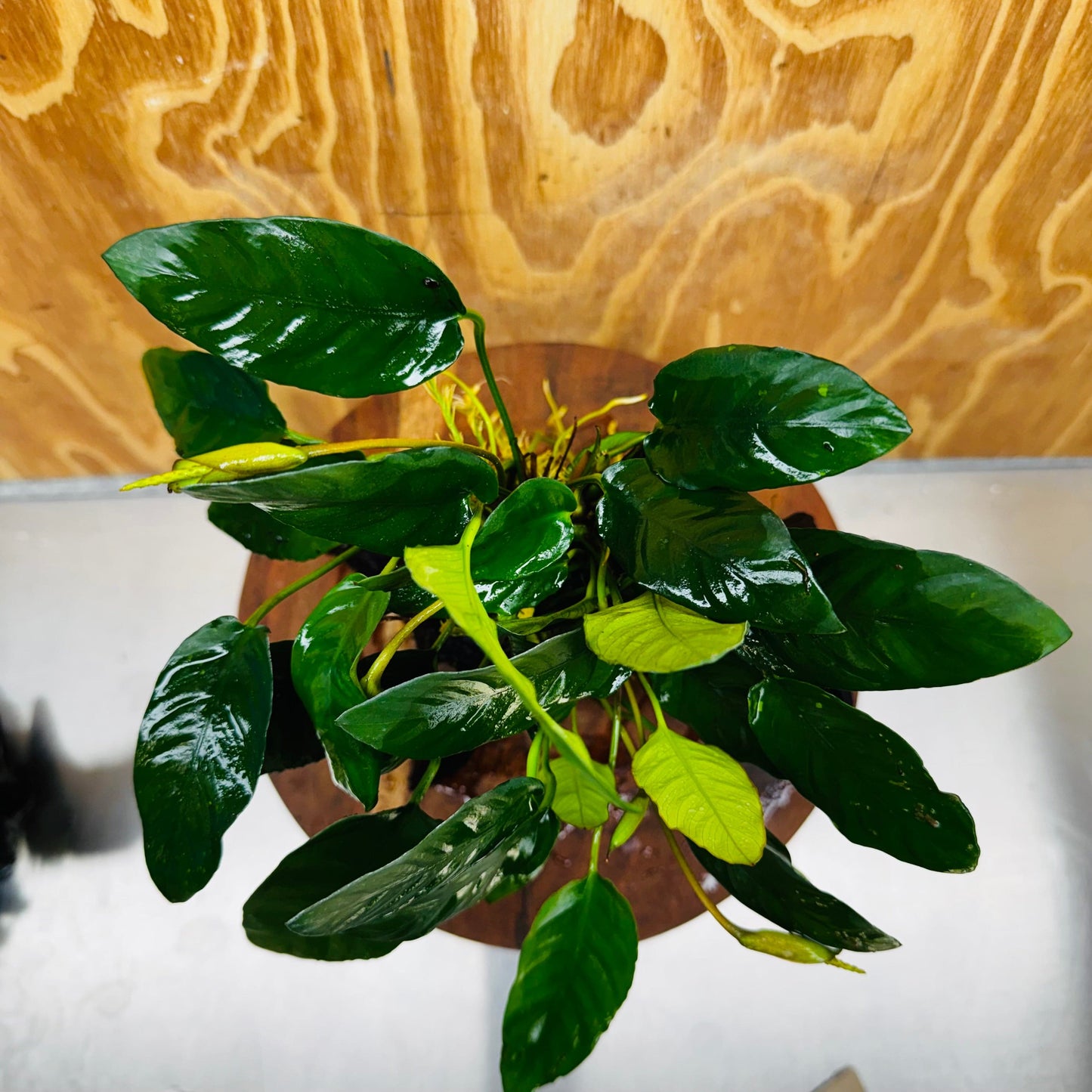 Pisces Enterprises One Only Paco Anubias on Medium Driftwood Creation - One Only - Arch Buy Anubias Paco on Medium Driftwood - ONE ONLY - Scapeshop Australia