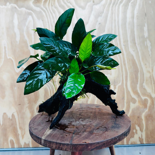 Pisces Enterprises One Only Paco Anubias on Medium Driftwood Creation - One Only - Arch Buy Anubias Paco on Medium Driftwood - ONE ONLY - Scapeshop Australia