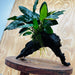 Pisces Enterprises One Only Paco Anubias on Medium Driftwood Creation - One Only - Arch Buy Anubias Paco on Medium Driftwood - ONE ONLY - Scapeshop Australia