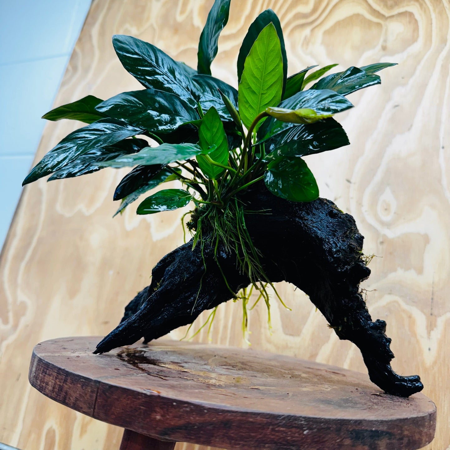 Pisces Enterprises One Only Paco Anubias on Medium Driftwood Creation - One Only - Arch Buy Anubias Paco on Medium Driftwood - ONE ONLY - Scapeshop Australia