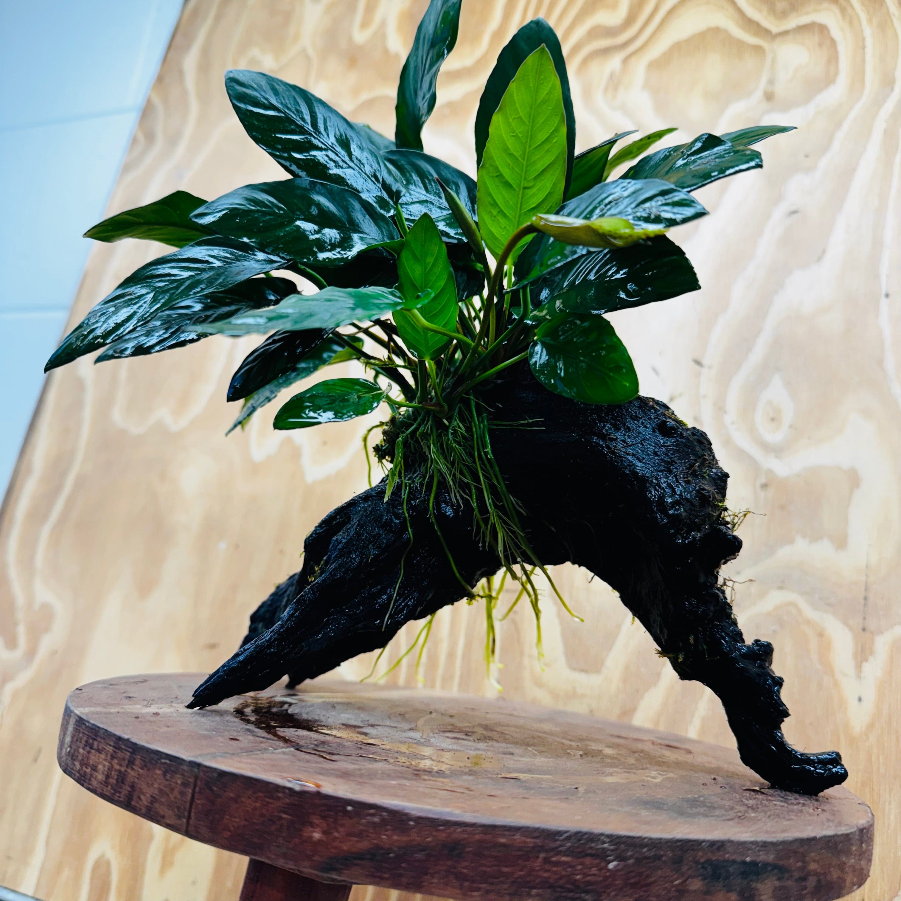 Pisces Enterprises One Only Paco Anubias on Medium Driftwood Creation - One Only - Arch Buy Anubias Paco on Medium Driftwood - ONE ONLY - Scapeshop Australia