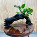 Pisces Enterprises One Only Paco Anubias on Medium Driftwood Creation - One Only - Arch Buy Anubias Paco on Medium Driftwood - ONE ONLY - Scapeshop Australia